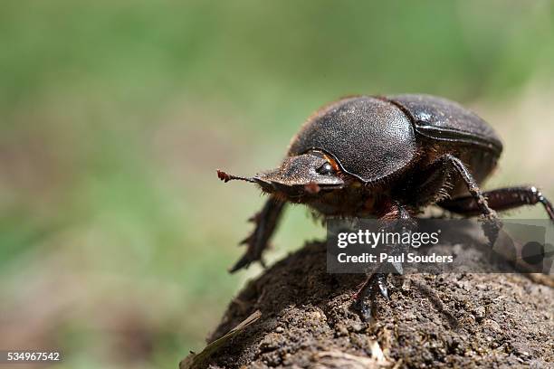 dung beetle - scarabee stockfoto's en -beelden