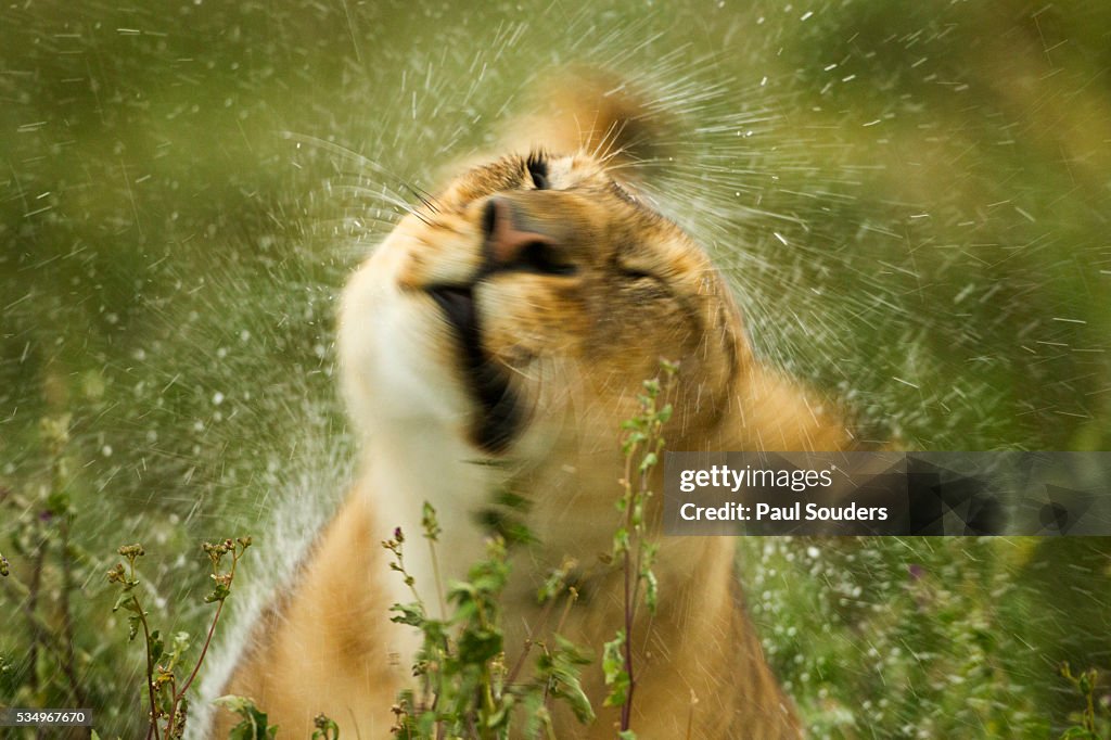 Animal in Rain. Lioness in the Rain Hutt photo. Lioness-in-the-Rain Video. Lioness in the rain
