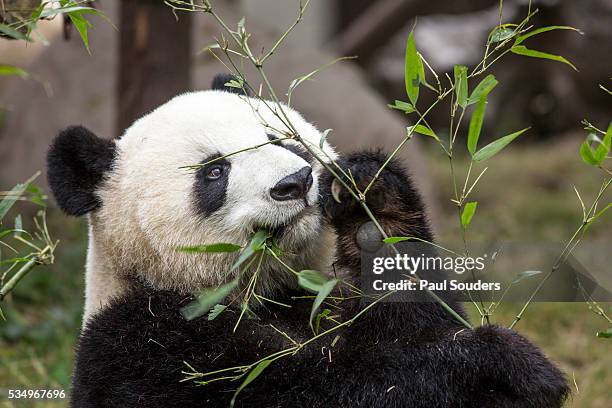 449 Chengdu Panda Reserve Stock Photos, High-Res Pictures, and Images ...