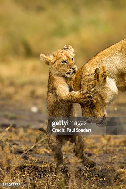 lion cub greeting - pride of lions stock pictures, royalty-free photos & images