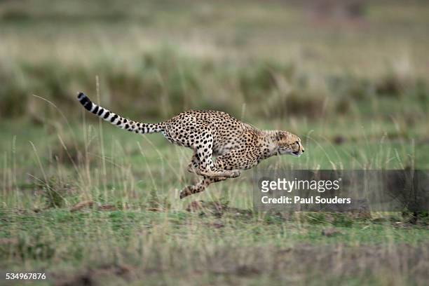 adolescent cheetah cub running in masai mara national reserve - cheetah stock pictures, royalty-free photos & images