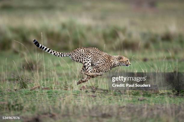 adolescent cheetah cub running in masai mara national reserve - chita imagens e fotografias de stock
