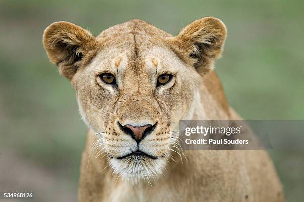 portrait of lioness - löwe großkatze stock-fotos und bilder