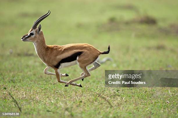 582 Gazelle Running Photos and Premium High Res Pictures - Getty Images