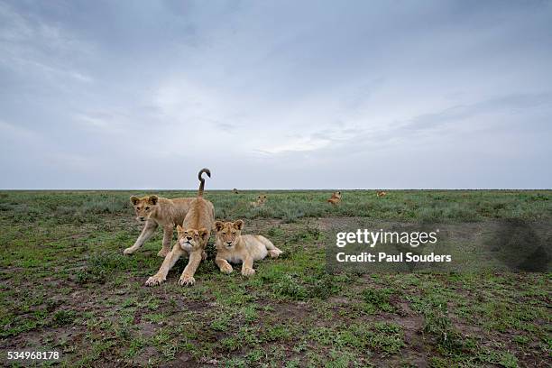 lion cubs at dusk - pride of lions stock pictures, royalty-free photos & images