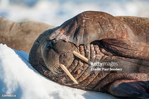 walrus on sea ice, hudson bay, nunavut, canada - arctic walrus stock pictures, royalty-free photos & images