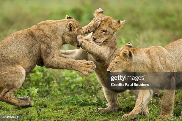 lion cubs playing - three animals stock pictures, royalty-free photos & images