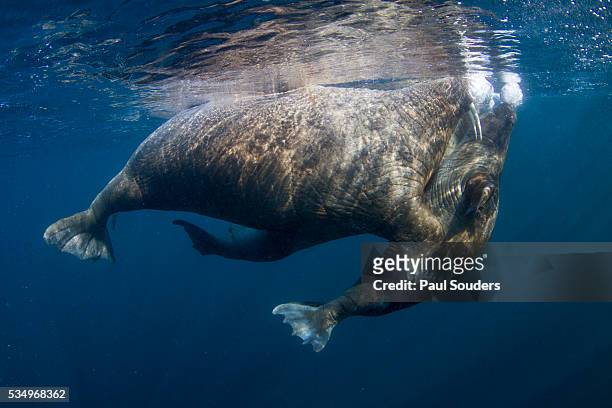 underwater walrus, hudson bay, nunavut, canada - ジュゴン ストックフォトと画像