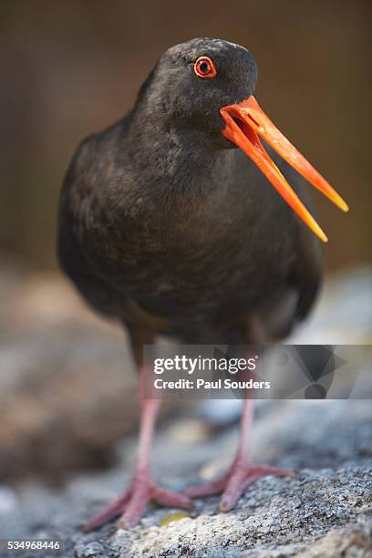 variable oystercatcher - kaiteriteri stock-fotos und bilder