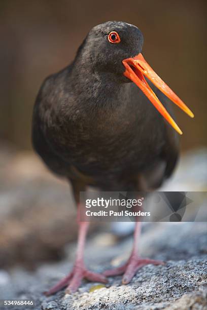 variable oystercatcher - kaiteriteri stock pictures, royalty-free photos & images