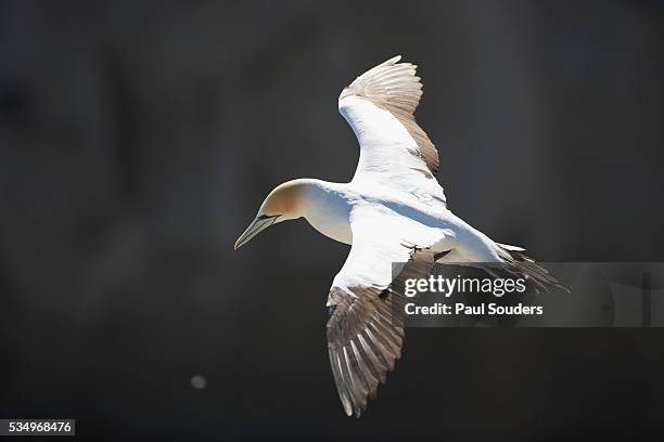 australasian gannet in flight - australasian gannet stock pictures, royalty-free photos & images