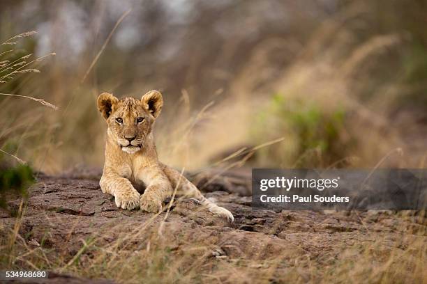 lion cub resting on rocky outcrop in tall grass - löwenjunges stock-fotos und bilder