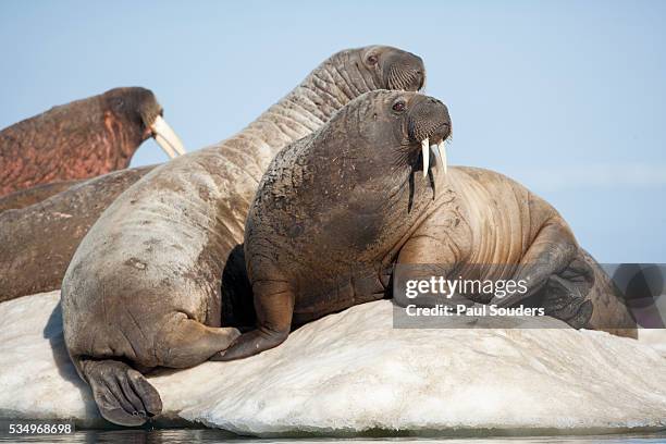 walrus herd on ice, hudson bay, nunavut, canada - ジュゴン ストックフォトと画像