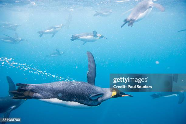 king penguins underwater - colônia grupo de animais - fotografias e filmes do acervo