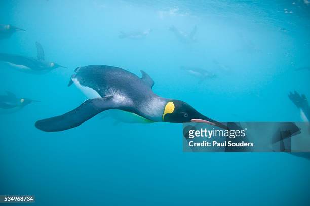 king penguins underwater - royal penguin bildbanksfoton och bilder