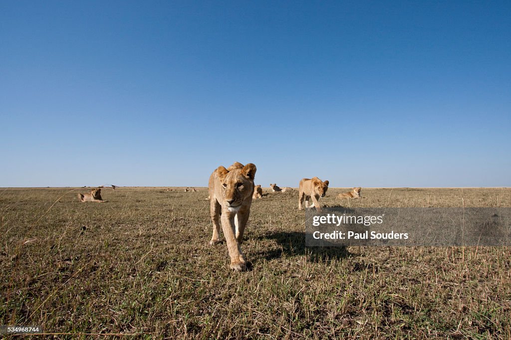 Pride of lions on savanna