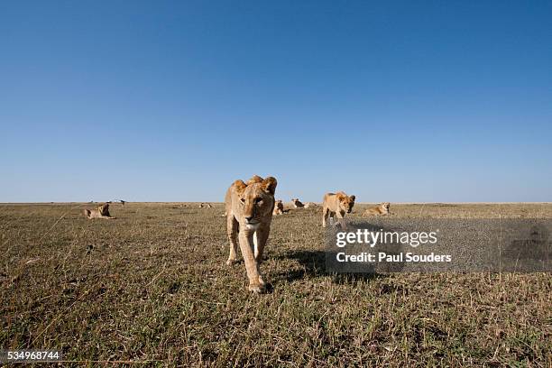 pride of lions on savanna - middelgrote groep dieren stockfoto's en -beelden