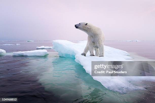 polar bear, hudson bay, canada - pack ice stockfoto's en -beelden