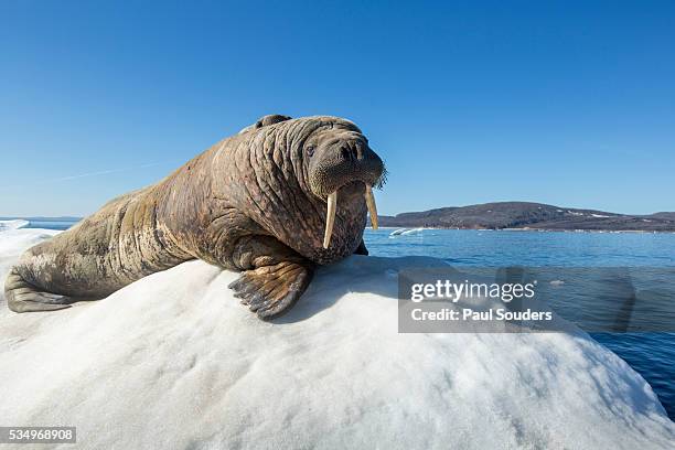 walrus on ice, hudson bay, nunavut, canada - pinnipedia stock pictures, royalty-free photos & images