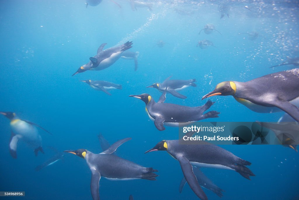 King Penguins Underwater at South Georgia Island