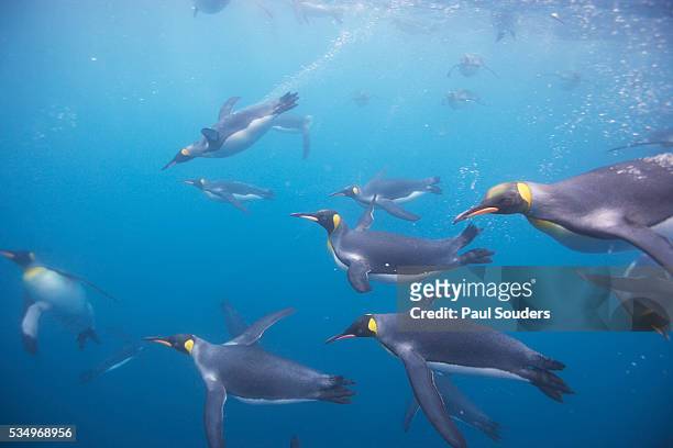 king penguins underwater at south georgia island - royal penguin bildbanksfoton och bilder
