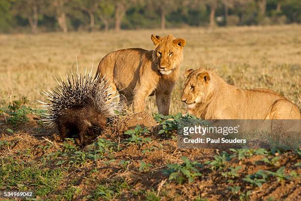 youngs lion stalking porcupine - istrice foto e immagini stock