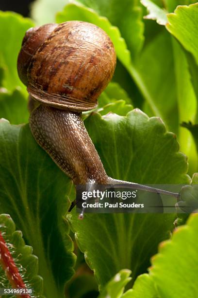 snail, seattle, washington - garden snail stock pictures, royalty-free photos & images