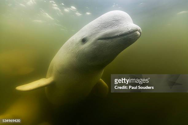 beluga whale, hudson bay, canada - beluga whale stock pictures, royalty-free photos & images