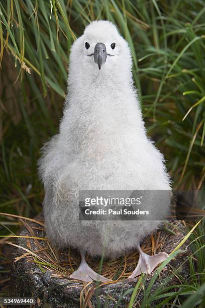 gray-headed albatross chick on south georgia island - albatros - fotografias e filmes do acervo
