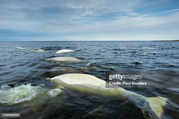 beluga whales, hudson bay, canada - beluga whale arctic stock pictures, royalty-free photos & images