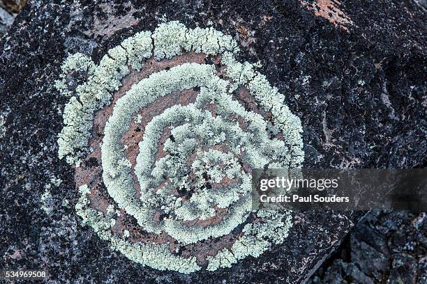 lichens on arctic rocks, wager bay, ukkusiksalik national park, nunavut, canada - lichen formation stock pictures, royalty-free photos & images