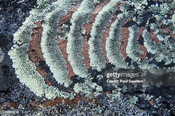 lichens on arctic rocks, wager bay, ukkusiksalik national park, nunavut, canada - lachen photos et images de collection