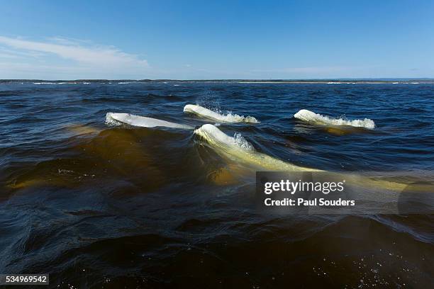 beluga whales, hudson bay, canada - hudson bay stock pictures, royalty-free photos & images