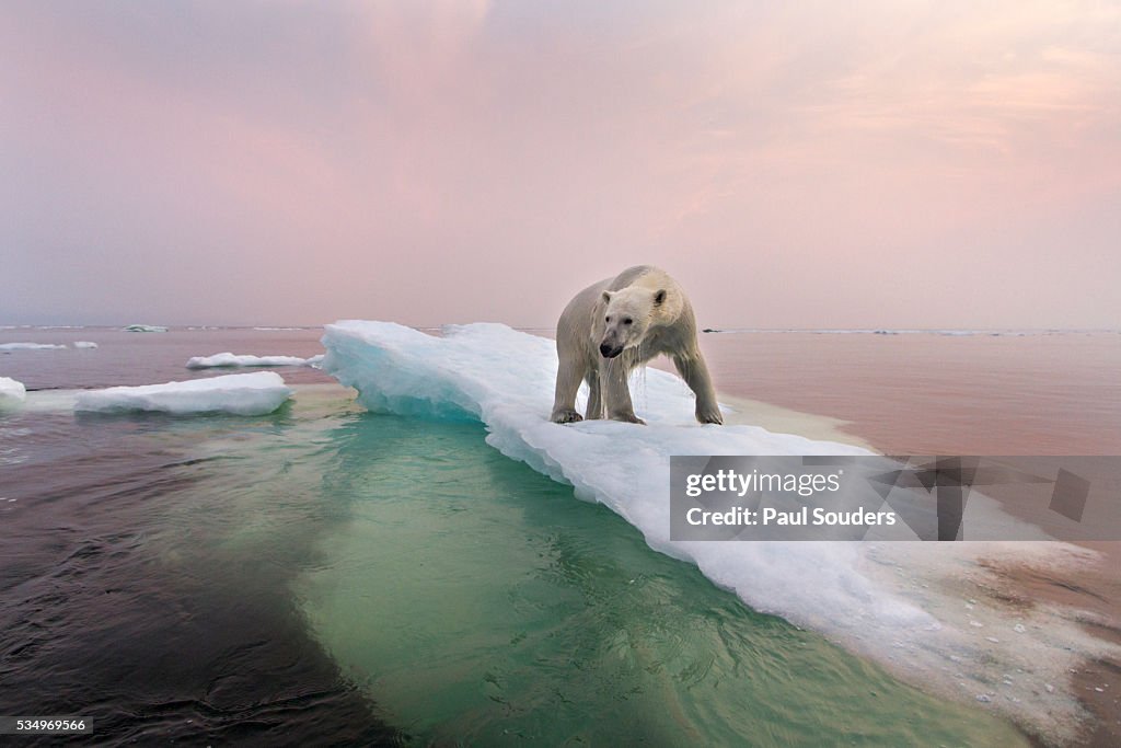 Polar Bear, Hudson Bay, Canada