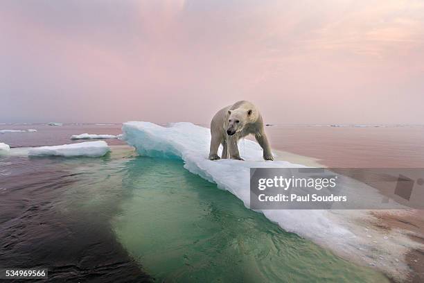 polar bear, hudson bay, canada - klimawandel stock-fotos und bilder