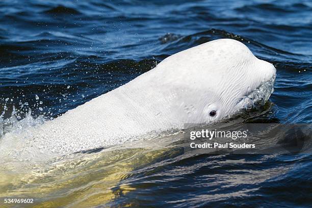 beluga whale, hudson bay, canada - beluga whale arctic stock pictures, royalty-free photos & images