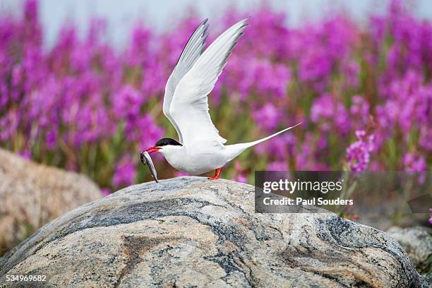 arctic tern and fireweed, hudson bay, canada - キョクアジサシ ストックフォトと画像