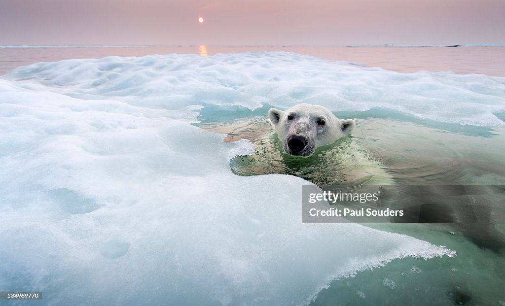 Polar Bear, Hudson Bay, Canada