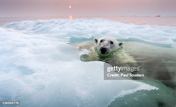 polar bear, hudson bay, canada - pack ice stock pictures, royalty-free photos & images