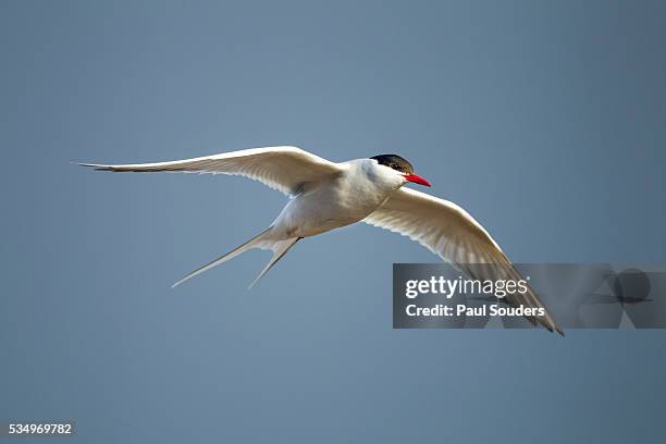 arctic tern in flight, hudson bay, canada - tern stock pictures, royalty-free photos & images