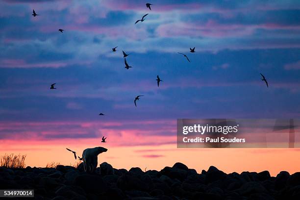 polar bear and arctic terns, hudson bay, manitoba, canada - キョクアジサシ ストックフォトと画像