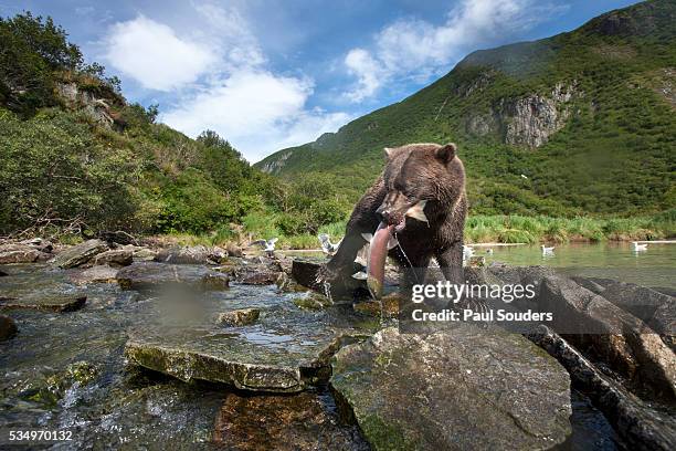 brown bear and salmon, katmai national park, alaska - parco nazionale di katmai foto e immagini stock