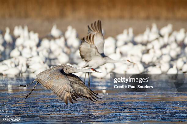 sandhill cranes and snow geese, bosque del apache, new mexico - snow goose stock pictures, royalty-free photos & images