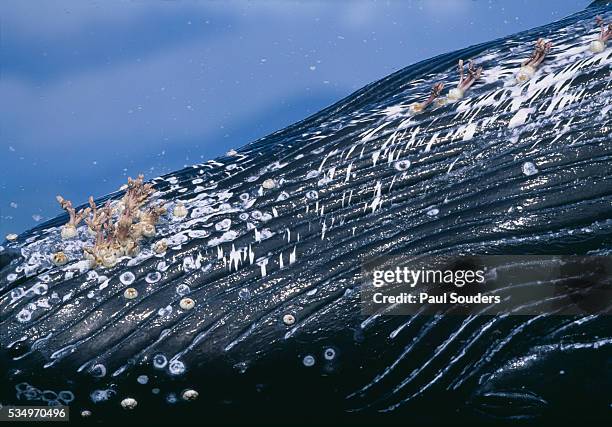 barnacles on humpback whale - photos of humpback whales stock pictures, royalty-free photos & images