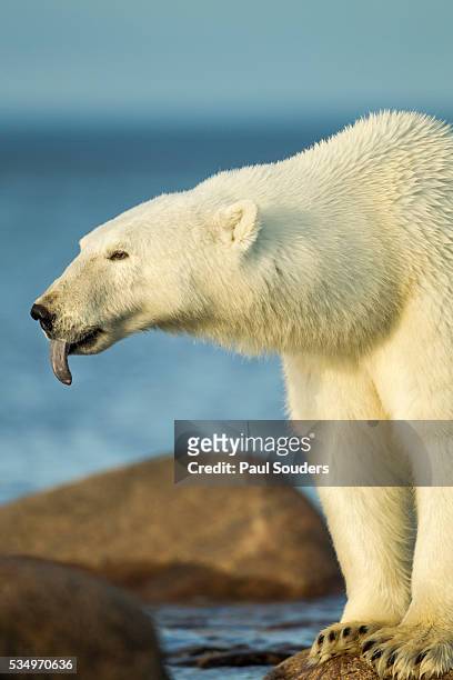 polar bear, hudson bay, manitoba, canada - bären zunge stock-fotos und bilder