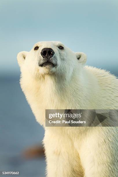 polar bear, hudson bay, manitoba, canada - polar bear bildbanksfoton och bilder