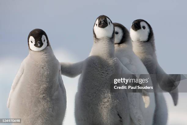 emperor penguin chicks in antarctica - antarctica emperor penguin foto e immagini stock