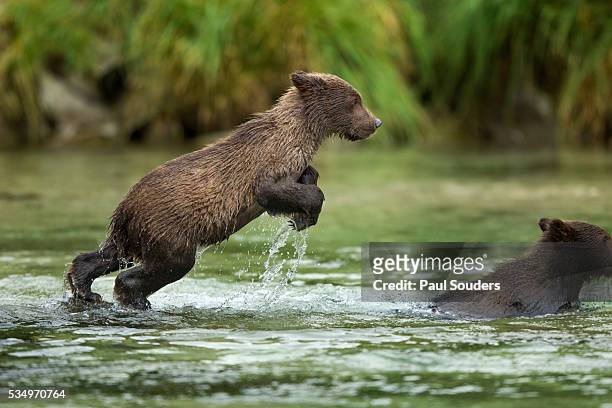brown bear cub, katmai national park, alaska - brown bear cub photos et images de collection