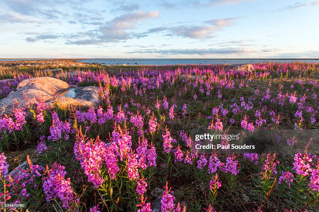 Fireweed, Hudson Bay, Canada