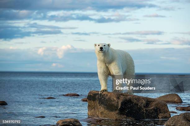 polar bear, hudson bay, manitoba, canada - polar bear stock pictures, royalty-free photos & images